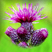 Buy canvas prints of Majestic Scottish Thistle by Jane Braat
