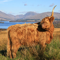 Buy canvas prints of Majestic Highland Cow Gracing Loch Awe by Jane Braat