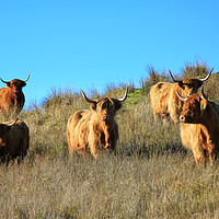Buy canvas prints of Majestic Highland Cows of Cladich by Jane Braat