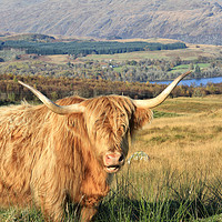 Buy canvas prints of Serene Highland Cow Grazing by Loch Awe by Jane Braat