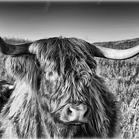 Buy canvas prints of Highland Cow in the Field by Jane Braat