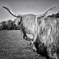 Buy canvas prints of Highland Cow in Monochrome by Jane Braat