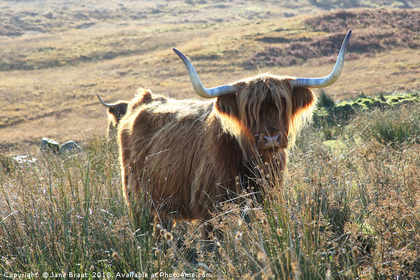 Highland Cow Basking in the Sunshine Picture Board by Jane Braat