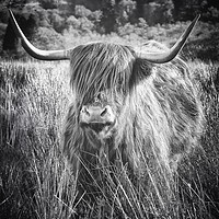 Buy canvas prints of Majestic Highland Cow in Scotland by Jane Braat