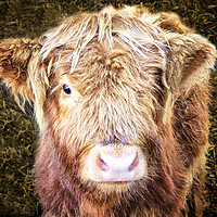 Buy canvas prints of Little Highland Cow by Jane Braat