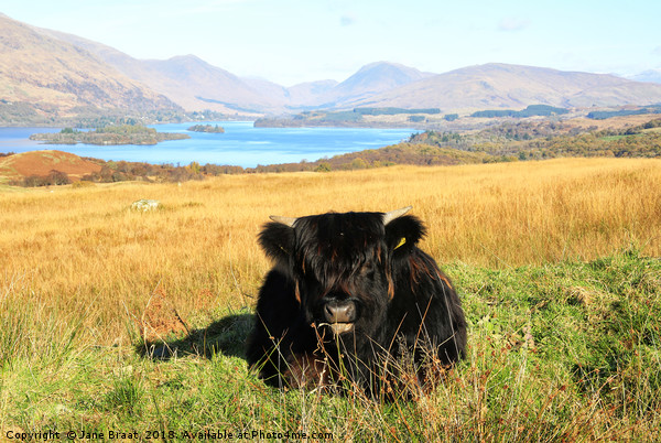 Highland Calf at Loch Awe Picture Board by Jane Braat