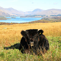 Buy canvas prints of Highland Calf at Loch Awe by Jane Braat