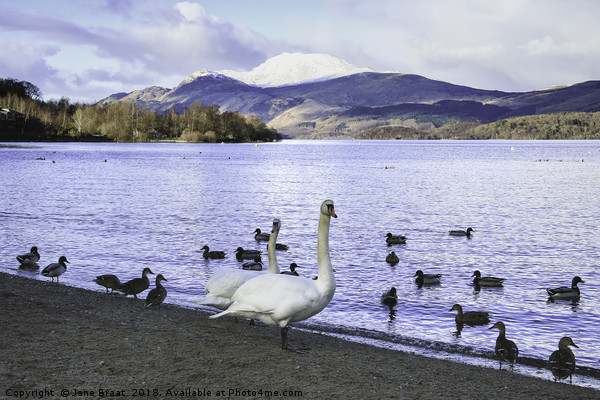 Swans at Luss Picture Board by Jane Braat