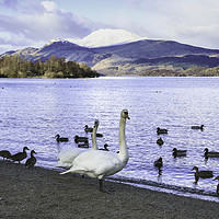 Buy canvas prints of Swans at Luss by Jane Braat