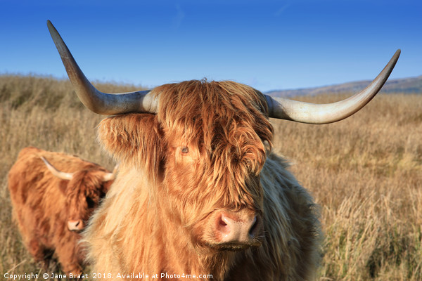 Majestic Highland Cow Grazing in Scotland Picture Board by Jane Braat