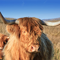Buy canvas prints of Majestic Highland Cow Grazing in Scotland by Jane Braat