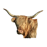 Buy canvas prints of Highland Cow  by Jane Braat