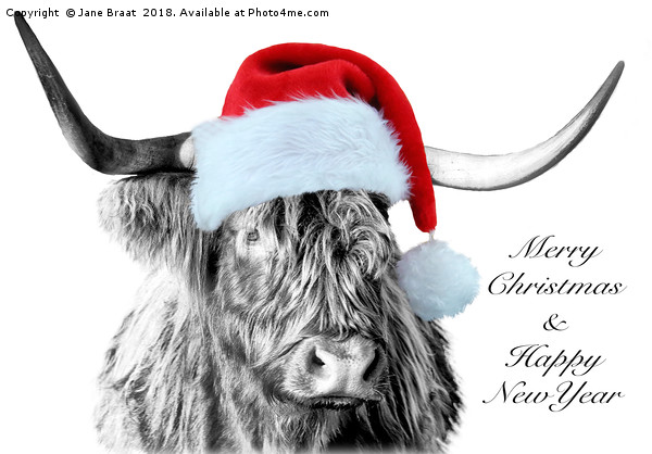 Festive Highland Cow Picture Board by Jane Braat
