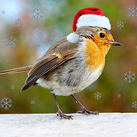 Buy canvas prints of Adorable Christmas Robin by Jane Braat