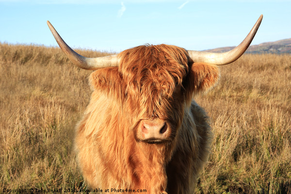 Highland Cow Picture Board by Jane Braat