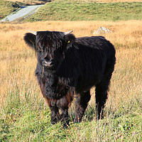 Buy canvas prints of Adorable Highland Calf in Scotland by Jane Braat