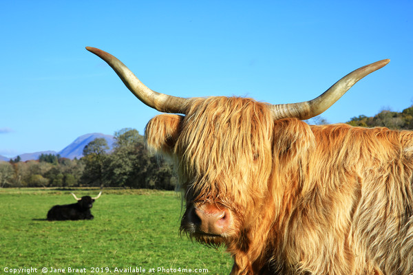 Highland Cows in Argyll Sunshine Picture Board by Jane Braat