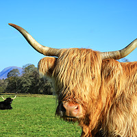 Buy canvas prints of Highland Cows in Argyll Sunshine by Jane Braat