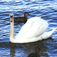 Buy canvas prints of The Ugly Duckling by Jane Braat