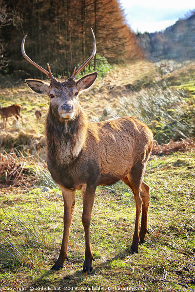 Regal Red Deer Picture Board by Jane Braat