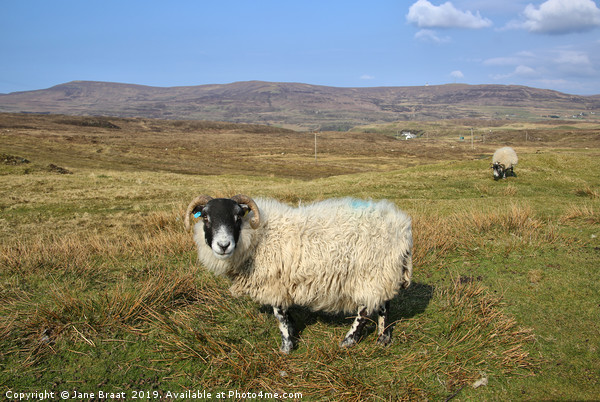 Sheep on the Isle of Skye Picture Board by Jane Braat