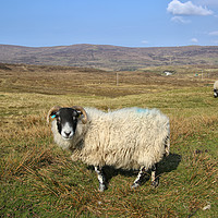 Buy canvas prints of Sheep on the Isle of Skye by Jane Braat