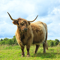 Buy canvas prints of Scottish Highland Cow by Jane Braat