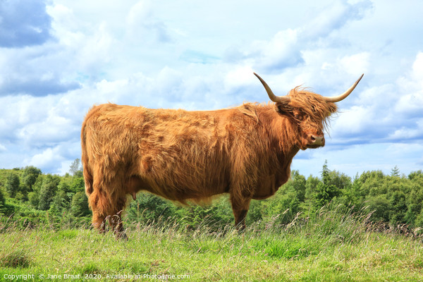Majestic Scottish Cow in the Field Picture Board by Jane Braat