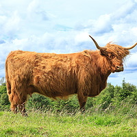 Buy canvas prints of Majestic Scottish Cow in the Field by Jane Braat
