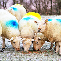 Buy canvas prints of Vibrant Sheep in Scottish Moorland by Jane Braat