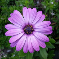 Buy canvas prints of Violet Purple Sicilian Chrysanthemum Daisy by Gwion Healy