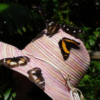 Buy canvas prints of Butterfly hat by Gwion Healy