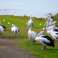 Buy canvas prints of Pelicans by Gwion Healy