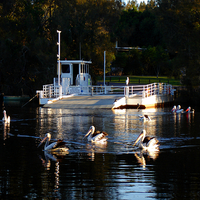Buy canvas prints of Pelican Ferry Barge by Gwion Healy