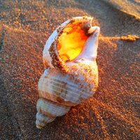 Buy canvas prints of Sun fire Seashell by Gwion Healy