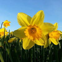 Buy canvas prints of Daffodil by Gwion Healy