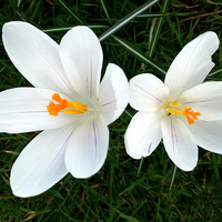 Buy canvas prints of White Crocus by Gwion Healy