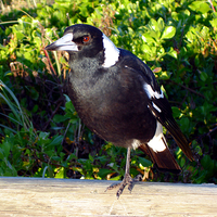 Buy canvas prints of Aussie Magpie by Gwion Healy
