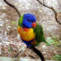 Buy canvas prints of Rainbow Lorikeet by Gwion Healy