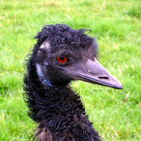 Buy canvas prints of Emu by Gwion Healy