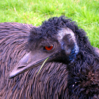 Buy canvas prints of Emu chewing grass by Gwion Healy