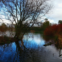 Buy canvas prints of Brynmill park pond by Gwion Healy