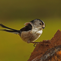 Buy canvas prints of Long-Tailed tit by william peplow