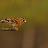 Buy canvas prints of Brambling by william peplow