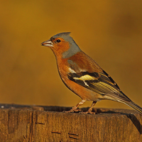 Buy canvas prints of Chaffinch ( Fringilla coelebs ) by william peplow