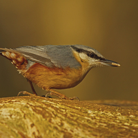 Buy canvas prints of Nuthatch ( sitta europaea ) by william peplow