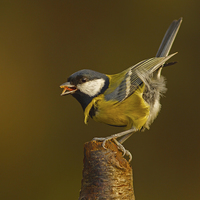 Buy canvas prints of Great Tit ( Parus major ) by william peplow