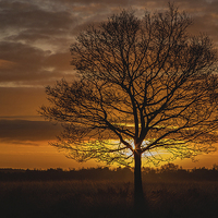 Buy canvas prints of Sunrise on Cannock Chase by william peplow