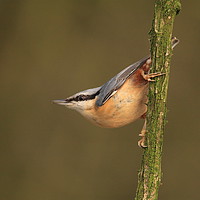 Buy canvas prints of Nuthatch by william peplow