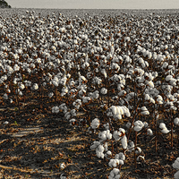 Buy canvas prints of Goergia cotton field by David Heard